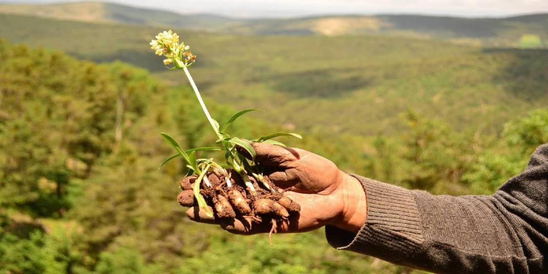 Üretimi zahmetli, hasadı sınırlı! Kazancı ise oldukça yüksek: Çiftçinin ‘Kökünde altın yatan’ bitkisinde hibe projesi başladı 2